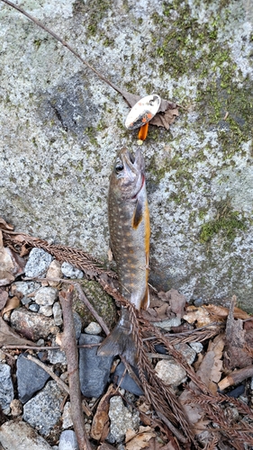 イワナの釣果