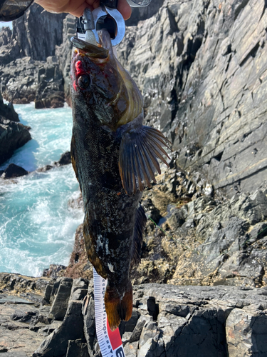 アイナメの釣果