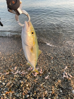 ツバイソの釣果