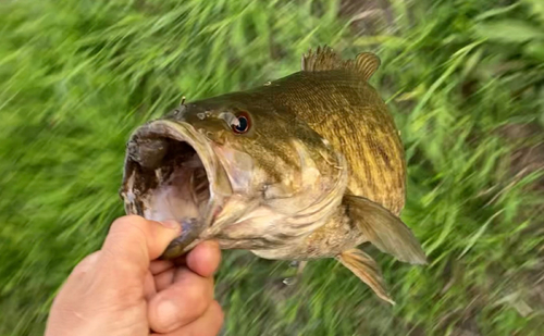 スモールマウスバスの釣果