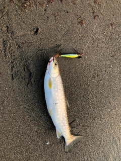 アメマスの釣果