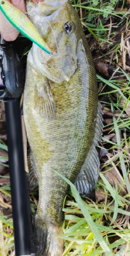 スモールマウスバスの釣果