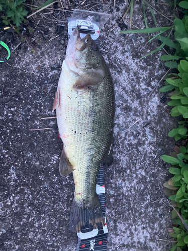 ブラックバスの釣果