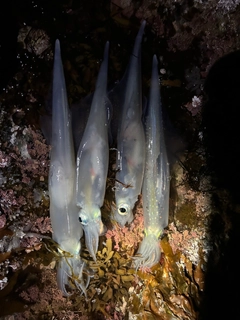 ヤリイカの釣果