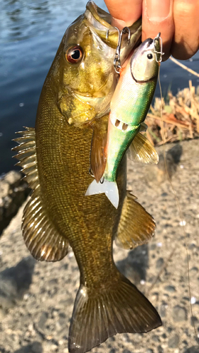 スモールマウスバスの釣果