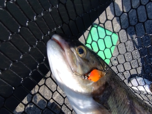 ニジマスの釣果