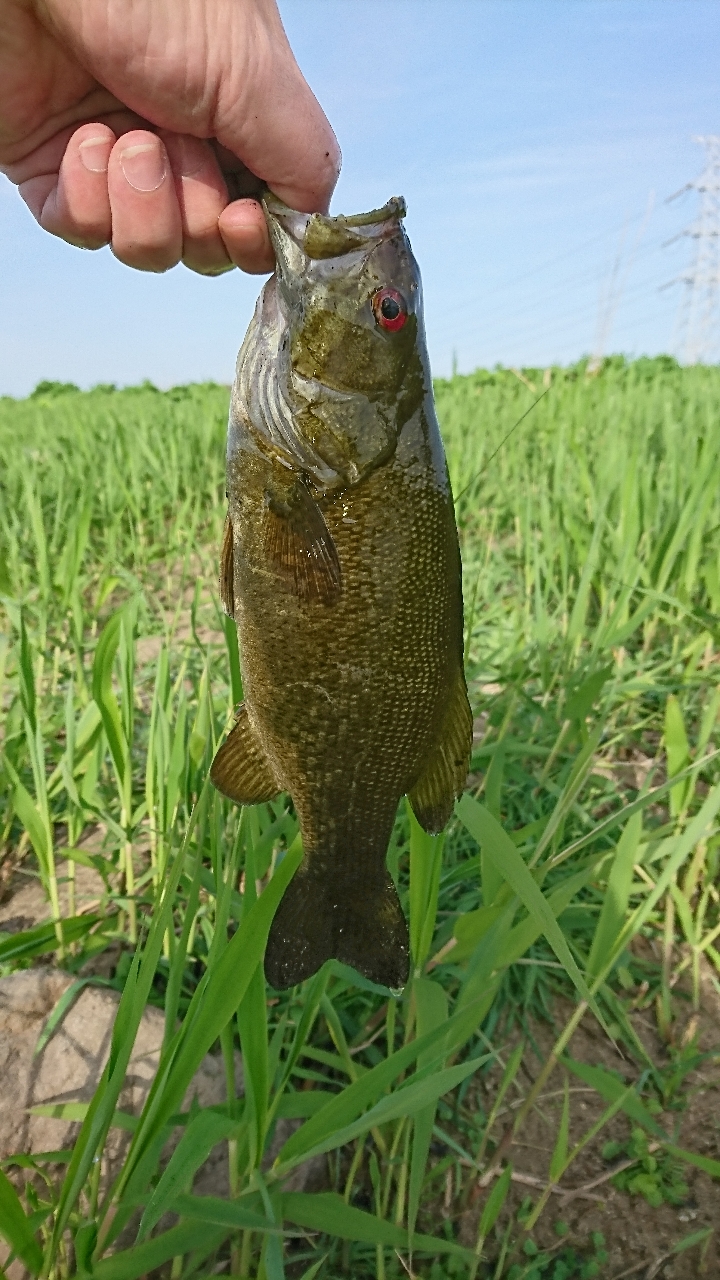 スモールマウスバス