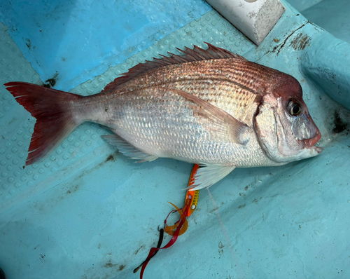 マダイの釣果