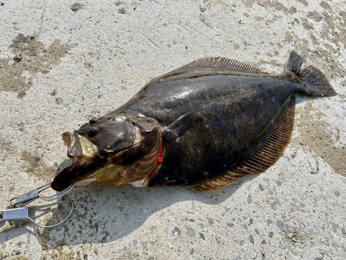 ヒラメの釣果