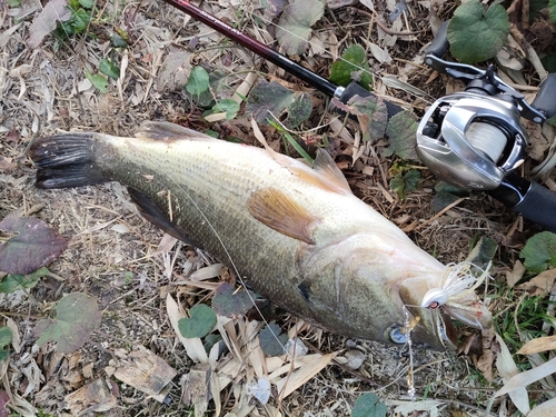 ブラックバスの釣果