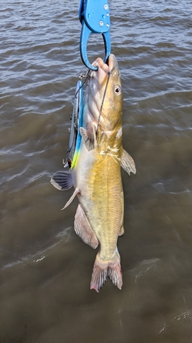 アメリカナマズの釣果