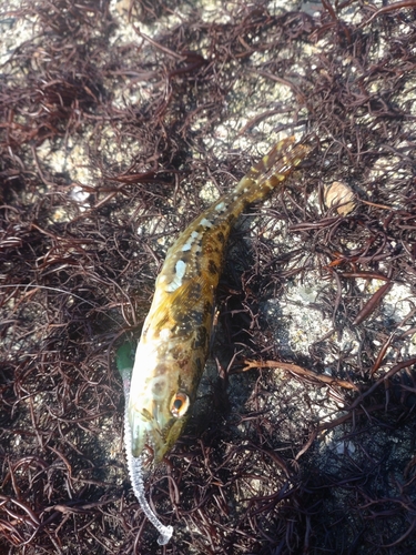 アナハゼの釣果