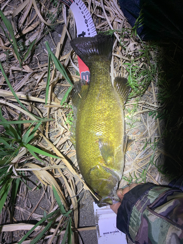 スモールマウスバスの釣果