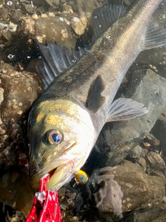 スズキの釣果