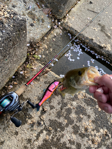 ブラックバスの釣果