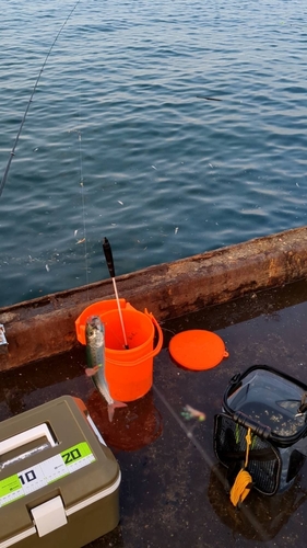 イワシの釣果