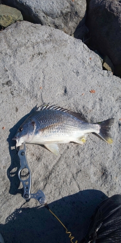 遠賀川河口で釣れたタイの釣り・釣果情報 - アングラーズ | 釣果500万 