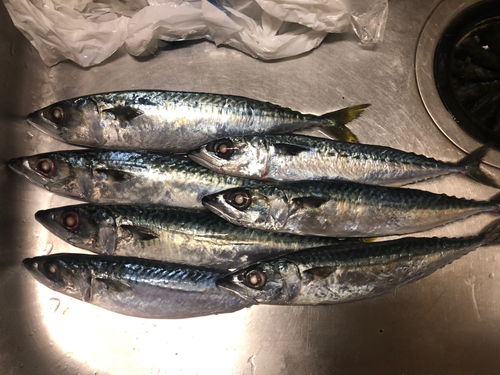 サバの釣果