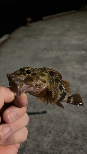 アラカブの釣果