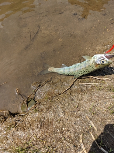 アマゴの釣果