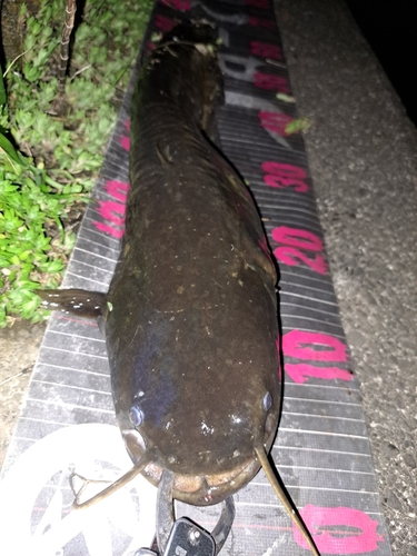 ナマズの釣果