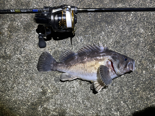 ムラソイの釣果