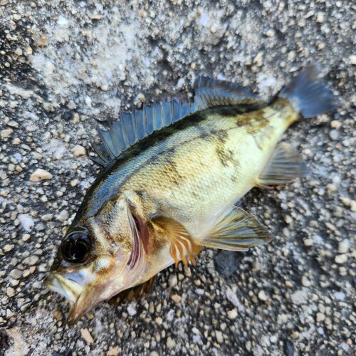 メバルの釣果