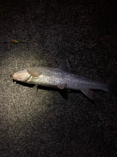 ニゴイの釣果