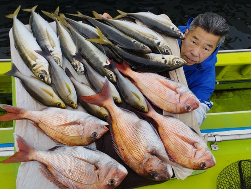 マダイの釣果