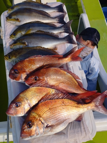 マダイの釣果