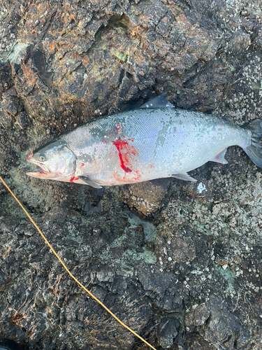 サクラマスの釣果