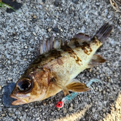 メバルの釣果