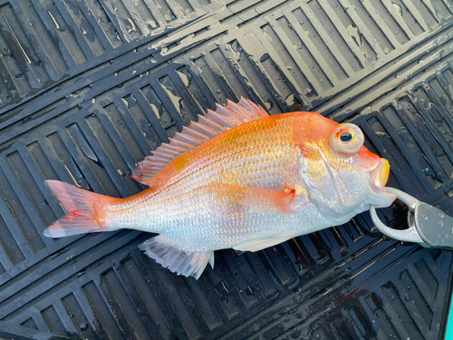 レンコダイの釣果