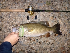 スモールマウスバスの釣果