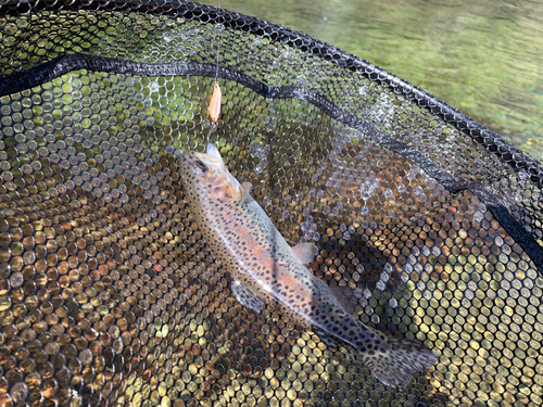 ニジマスの釣果