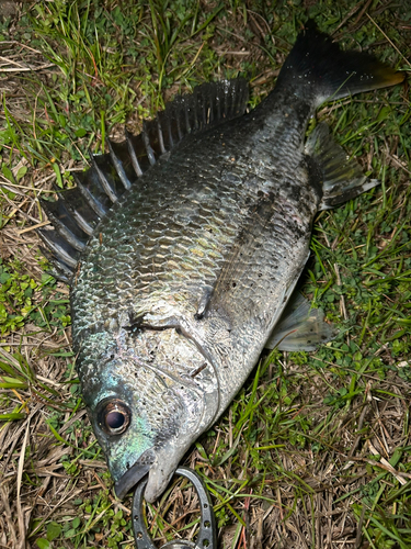 キビレの釣果