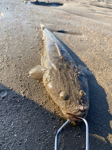 マゴチの釣果