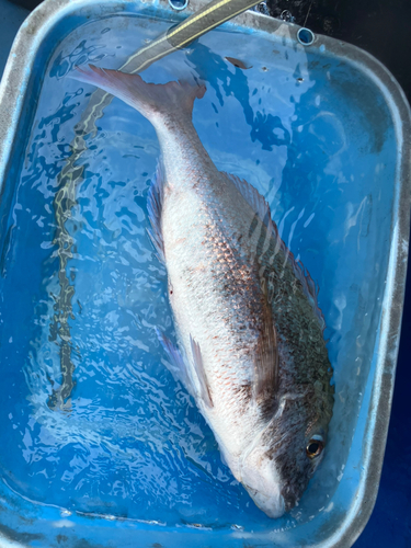 マダイの釣果