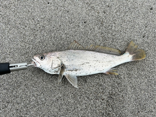 ニベの釣果