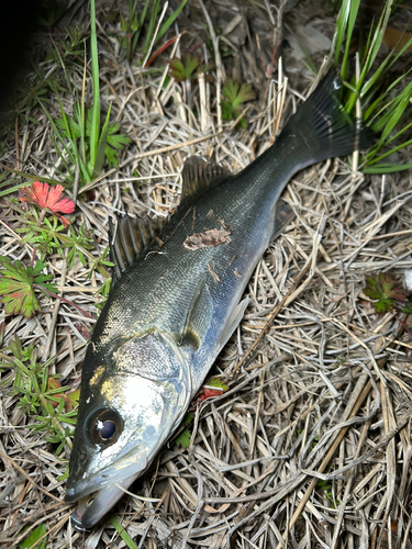 セイゴ（マルスズキ）の釣果