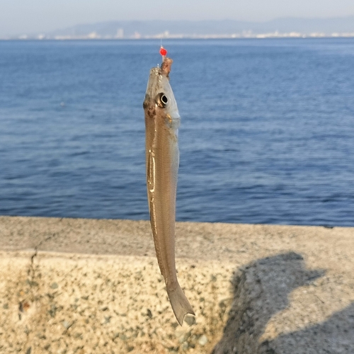 キスの釣果