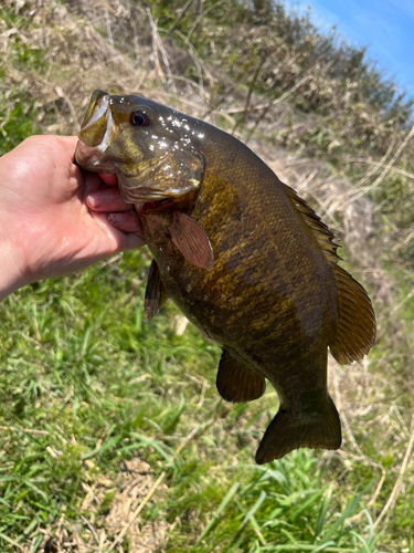 スモールマウスバスの釣果