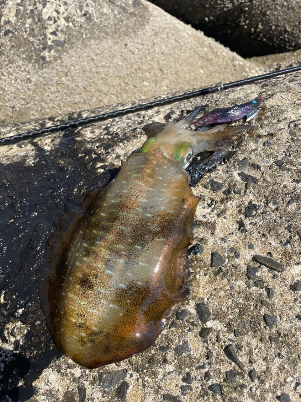 アオリイカの釣果写真