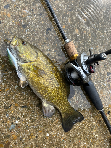 スモールマウスバスの釣果