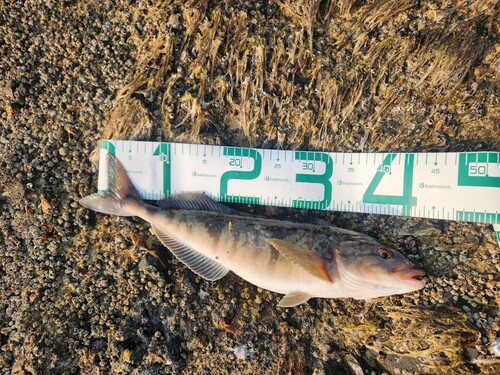 ホッケの釣果