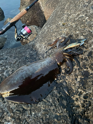 アオリイカの釣果