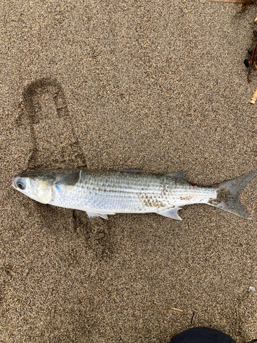 ボラの釣果