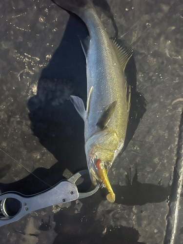 フッコ（マルスズキ）の釣果