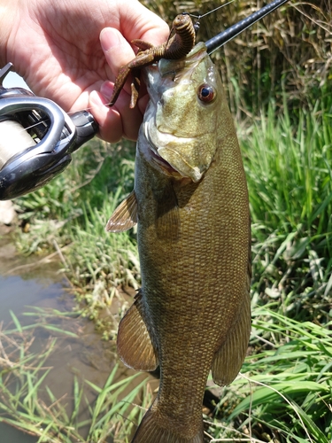 スモールマウスバスの釣果