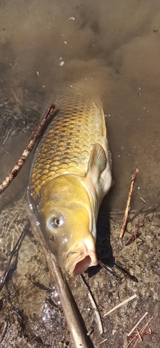 コイの釣果